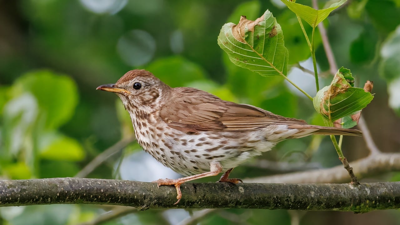 Coexisting with Wildlife: Reducing Conflicts and Building Harmony